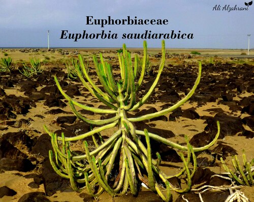 Euphorbia saudiarabica