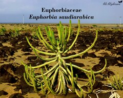 Euphorbia saudiarabica