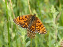 Melitaea varia