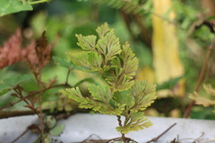 Selaginella stauntoniana