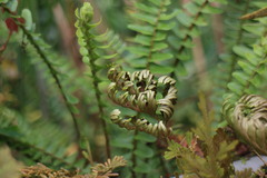Selaginella stauntoniana