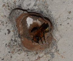Megachile lanata