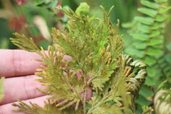 Selaginella stauntoniana