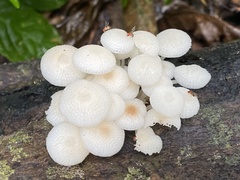 Favolaschia manipularis