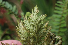 Selaginella stauntoniana