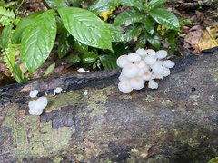 Favolaschia manipularis