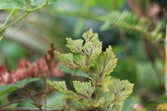 Selaginella stauntoniana