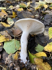Clitocybe