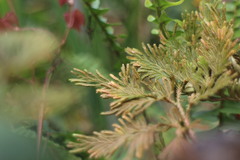 Selaginella stauntoniana