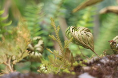 Selaginella stauntoniana