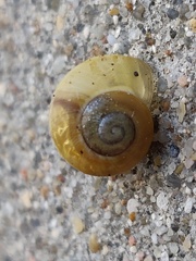 Cepaea hortensis