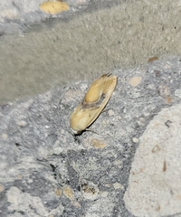 Ponometia venustula