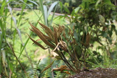 Pyrrosia polydactylos