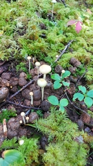 Protostropharia alcis