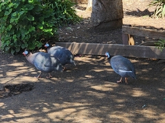 Numida meleagris domesticus