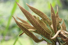 Pyrrosia polydactylos