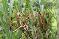 Pyrrosia polydactylos