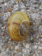 Cepaea hortensis