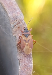 Gastrodes abietum