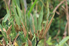 Pyrrosia polydactylos