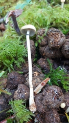 Protostropharia alcis