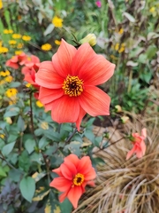 Dahlia coccinea