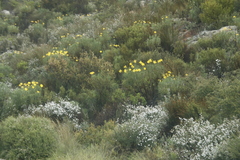 Euryops speciosissimus