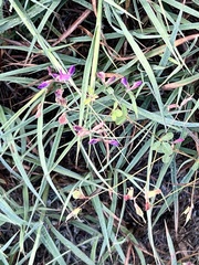 Lespedeza repens