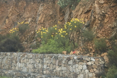 Euryops speciosissimus