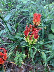 Gloriosa superba
