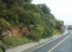 Euryops speciosissimus