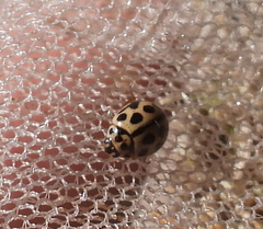 Tytthaspis sedecimpunctata