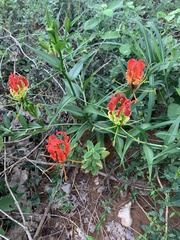 Gloriosa superba