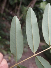Derris robusta