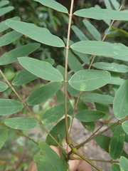 Derris robusta