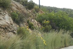Euryops speciosissimus