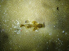 Cymbacephalus beauforti