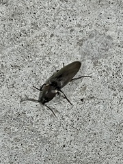 Elateridae