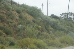 Euryops speciosissimus