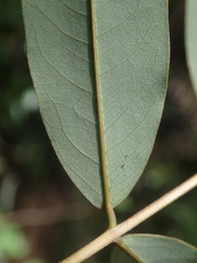 Derris robusta
