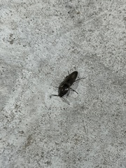 Elateridae