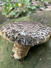 Leccinellum rugosiceps