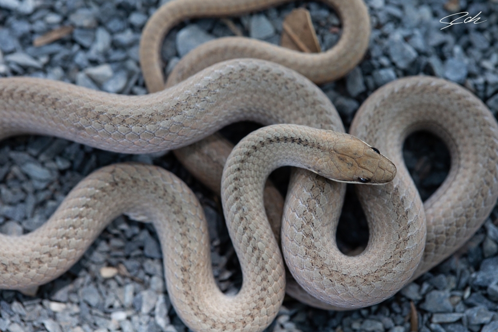 Psomophis joberti