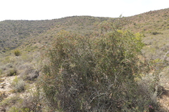 Gloveria integrifolia