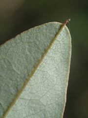 Derris robusta