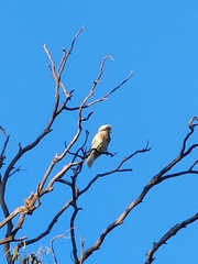 Cacatua tenuirostris