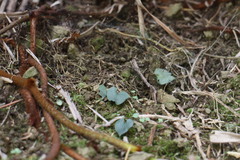 Corybas puniceus
