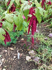 Amaranthus hybridus