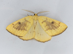Hesperumia fumosaria
