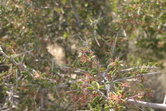 Gloveria integrifolia